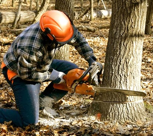 Tree Removal in Moreauville, LA